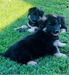 German shepherd/Rottweiler pups - Photo 4