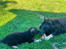 German shepherd/Rottweiler pups - Photo 5