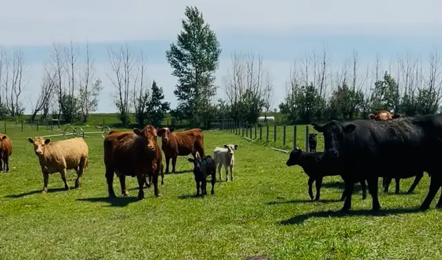 Cow Calf Pairs