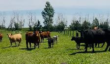 Cow Calf Pairs