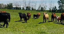 Cow Calf Pairs - Photo 2