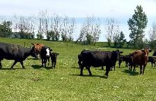 Cow Calf Pairs - Photo 3