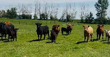 Cow Calf Pairs - Photo 4