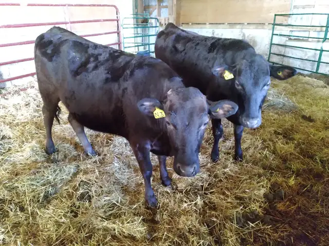 Registered Yearling Full Blood Wagyu Heifers