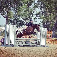 Horse Riding Lessons