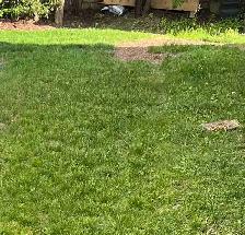 need 1 more EXPERIENCE grass cutter CASH PAID