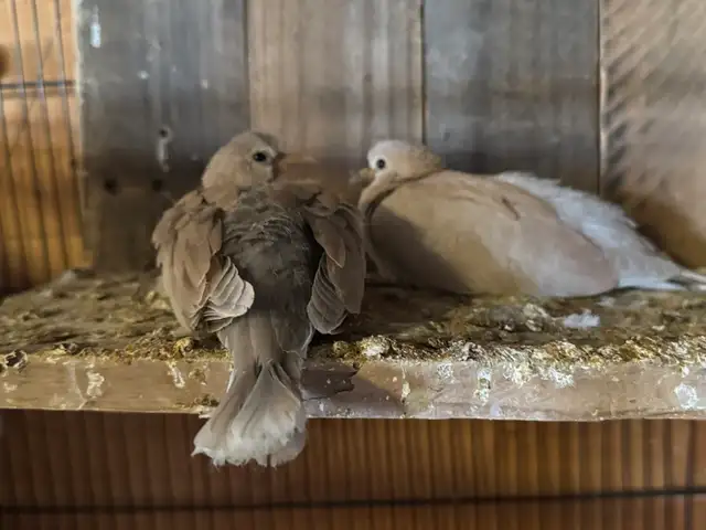 Beautiful ringneck, baby  doves