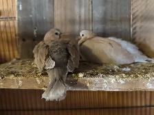 Beautiful ringneck, baby  doves