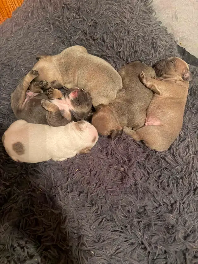 French bulldogs