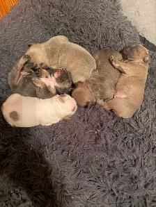 French bulldogs