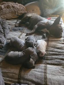 French bulldogs - Photo 2