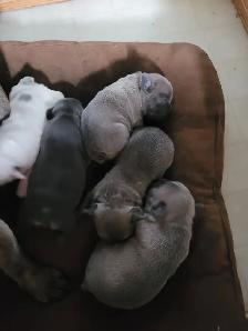 French bulldogs - Photo 3