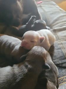 French bulldogs - Photo 4