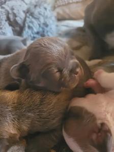 French bulldogs - Photo 5