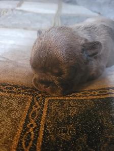 French bulldogs - Photo 6