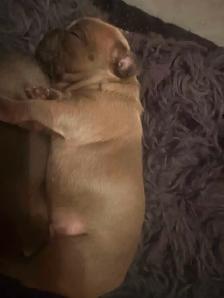 French bulldogs - Photo 7
