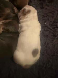 French bulldogs - Photo 8