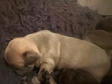 French bulldogs - Photo 9