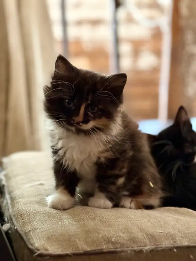 Beautiful Farm Kittens
