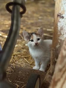 Beautiful Farm Kittens - Photo 2