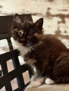 Beautiful Farm Kittens - Photo 3