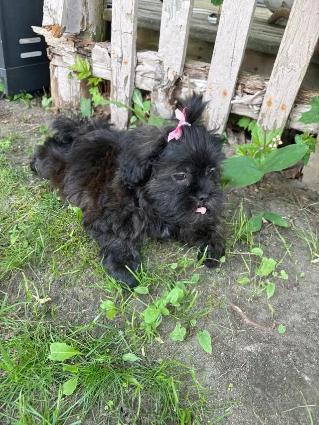 Shih Poo