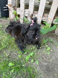 Shih Poo