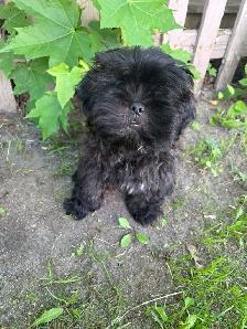 Shih Poo - Photo 2