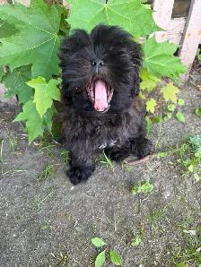 Shih Poo - Photo 3