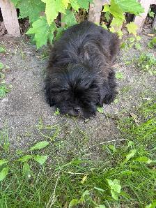 Shih Poo - Photo 4