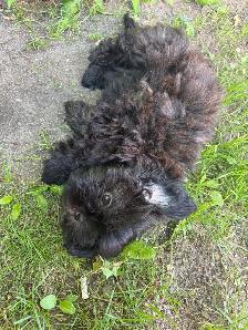 Shih Poo - Photo 5