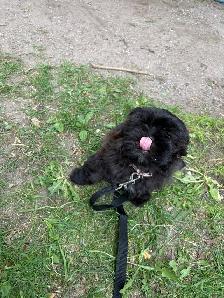 Shih Poo - Photo 6