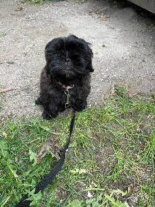 Shih Poo - Photo 7