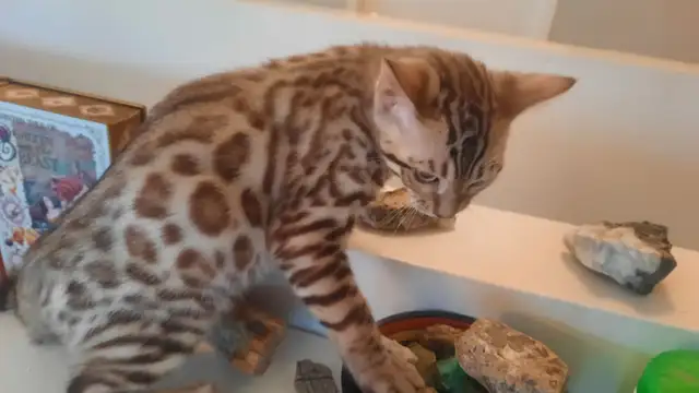 Bengal kittens