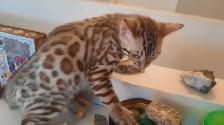 Bengal kittens