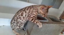 Bengal kittens - Photo 2