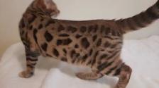 Bengal kittens - Photo 4