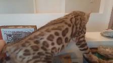 Bengal kittens - Photo 5