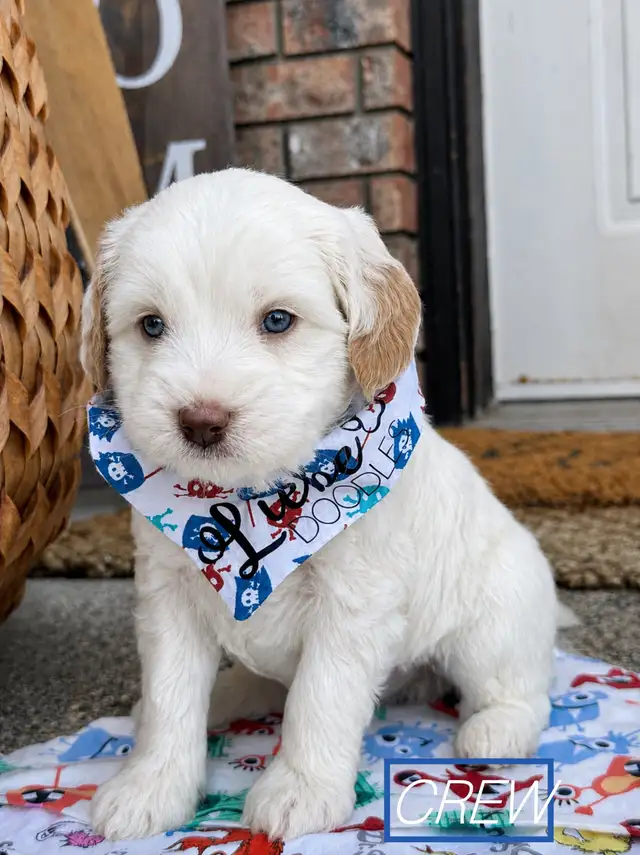 Australian Labradoodle puppies