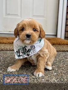 Australian Labradoodle puppies - Photo 3