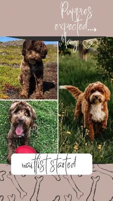 Australian Labradoodle puppies - Photo 4