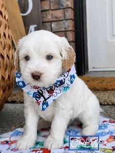 Australian Labradoodle puppies