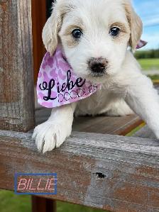 Australian Labradoodle puppies - Photo 2