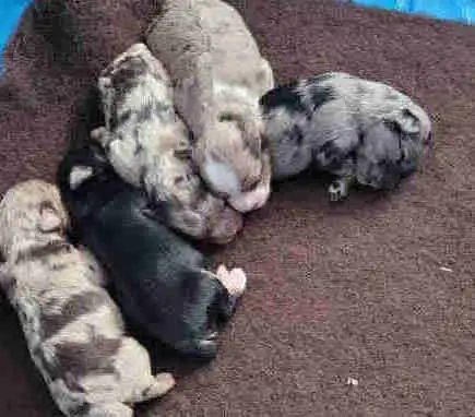 PUREBRED TOY SCHNAUZERS