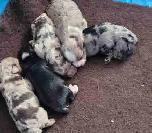 PUREBRED TOY SCHNAUZERS