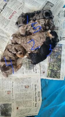 PUREBRED TOY SCHNAUZERS - Photo 2
