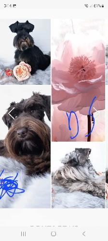 PUREBRED TOY SCHNAUZERS - Photo 3
