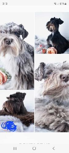 PUREBRED TOY SCHNAUZERS - Photo 4