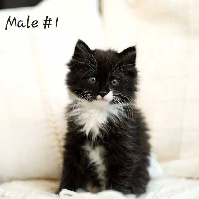 Adorable kittens