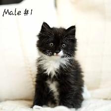 Adorable kittens